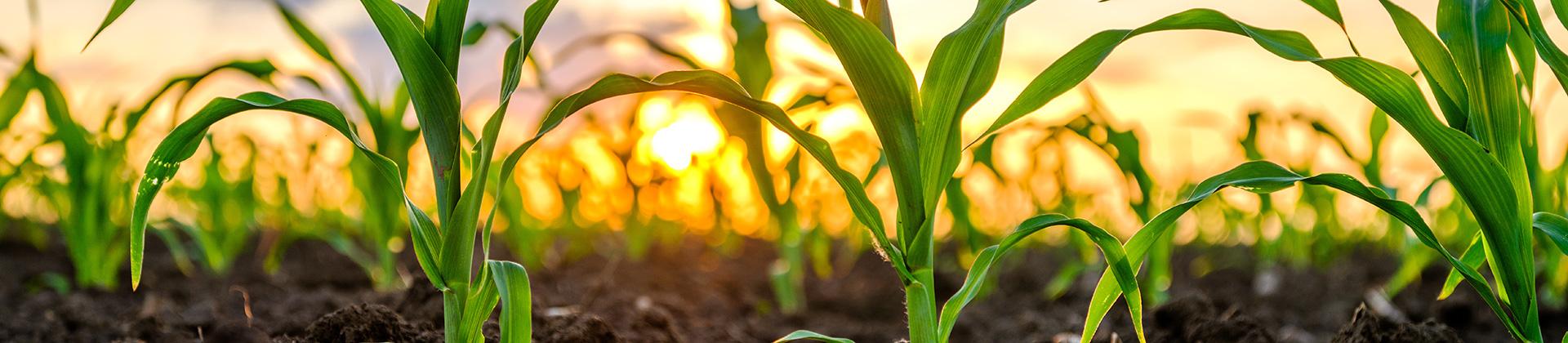 Cover image for the page